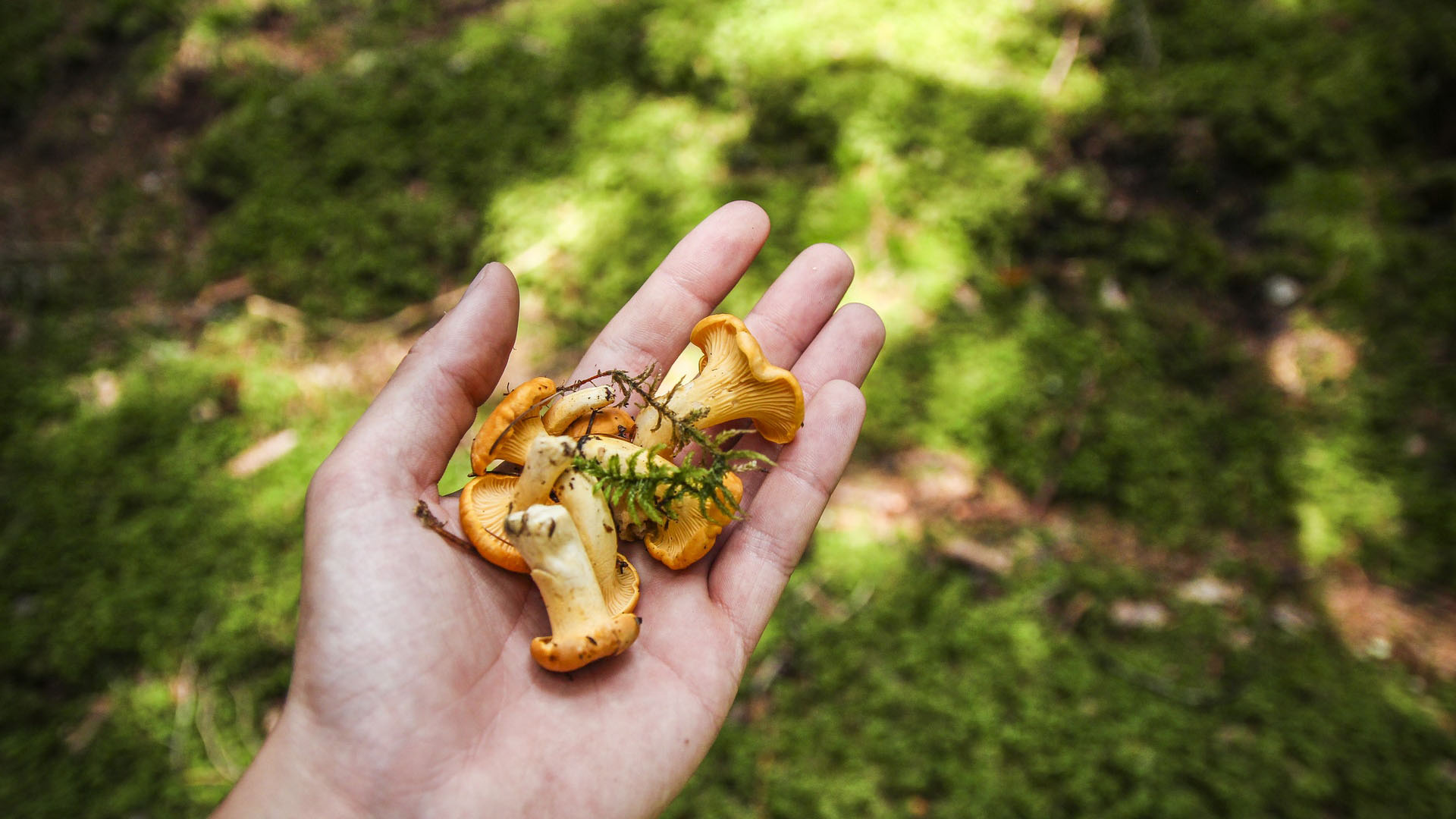 Foraging in the Forest of Dean